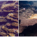 Conservation groups target Qld’s mixed messages on Reef, mining