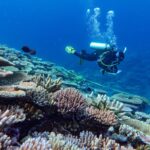 Coral bleaching’s worsening as reefs lose their protective hard cover: AIMS
