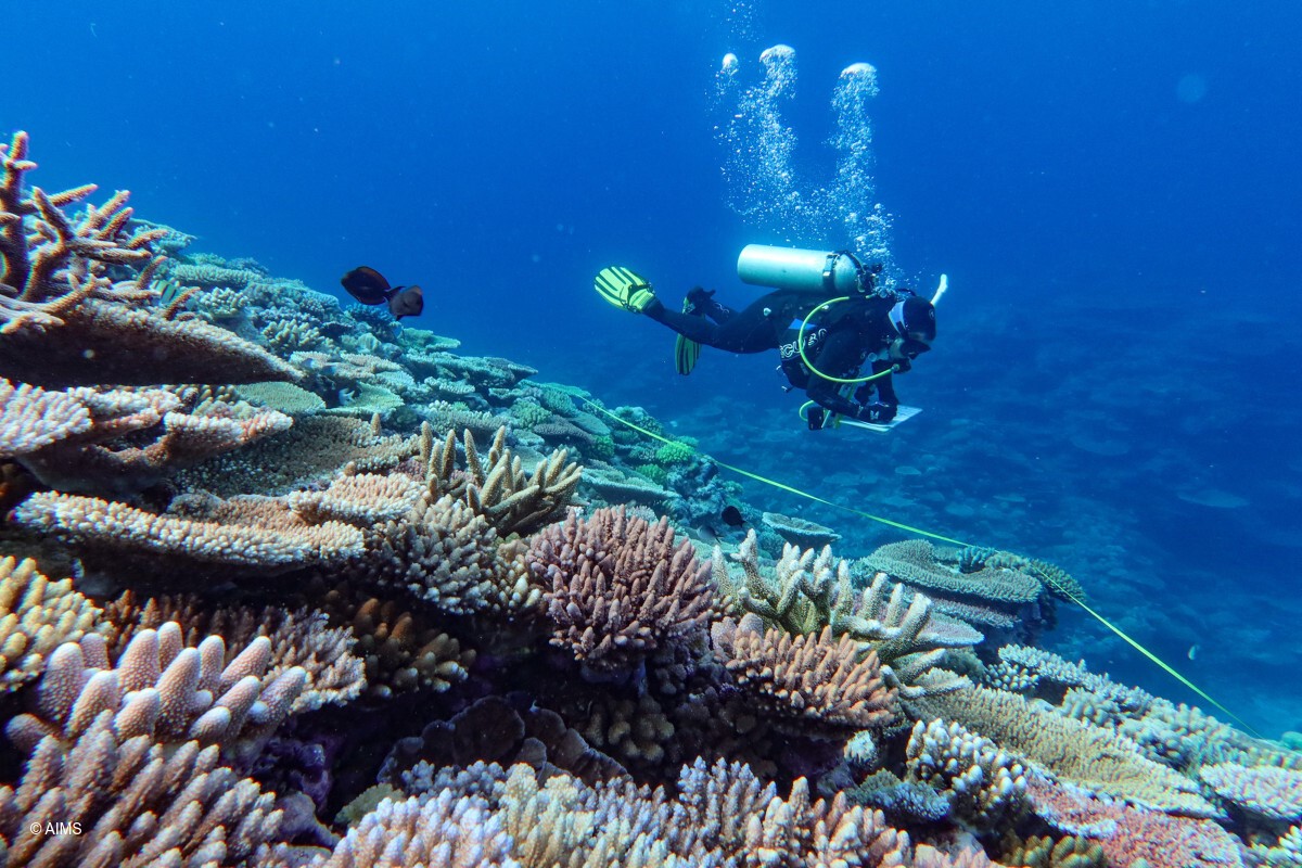 An AIMS diver carries out a survey on the Great Barrier Reef. Photo: LTMP