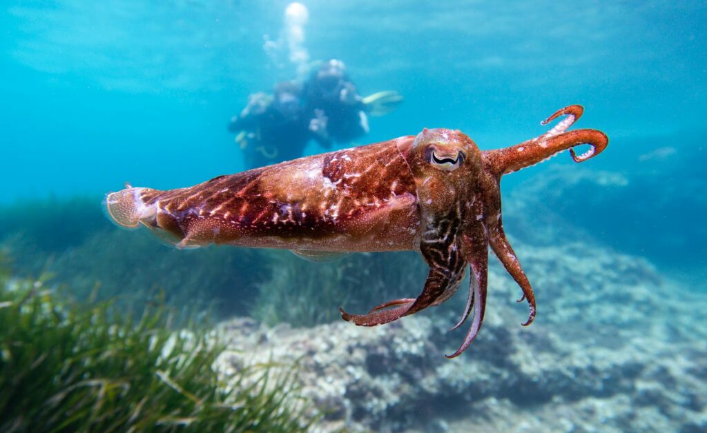 South Australia will test new air bubble curtains to protect cuttlefish from the algal bloom. Photo: Pawel Kalisinski/Pexels.