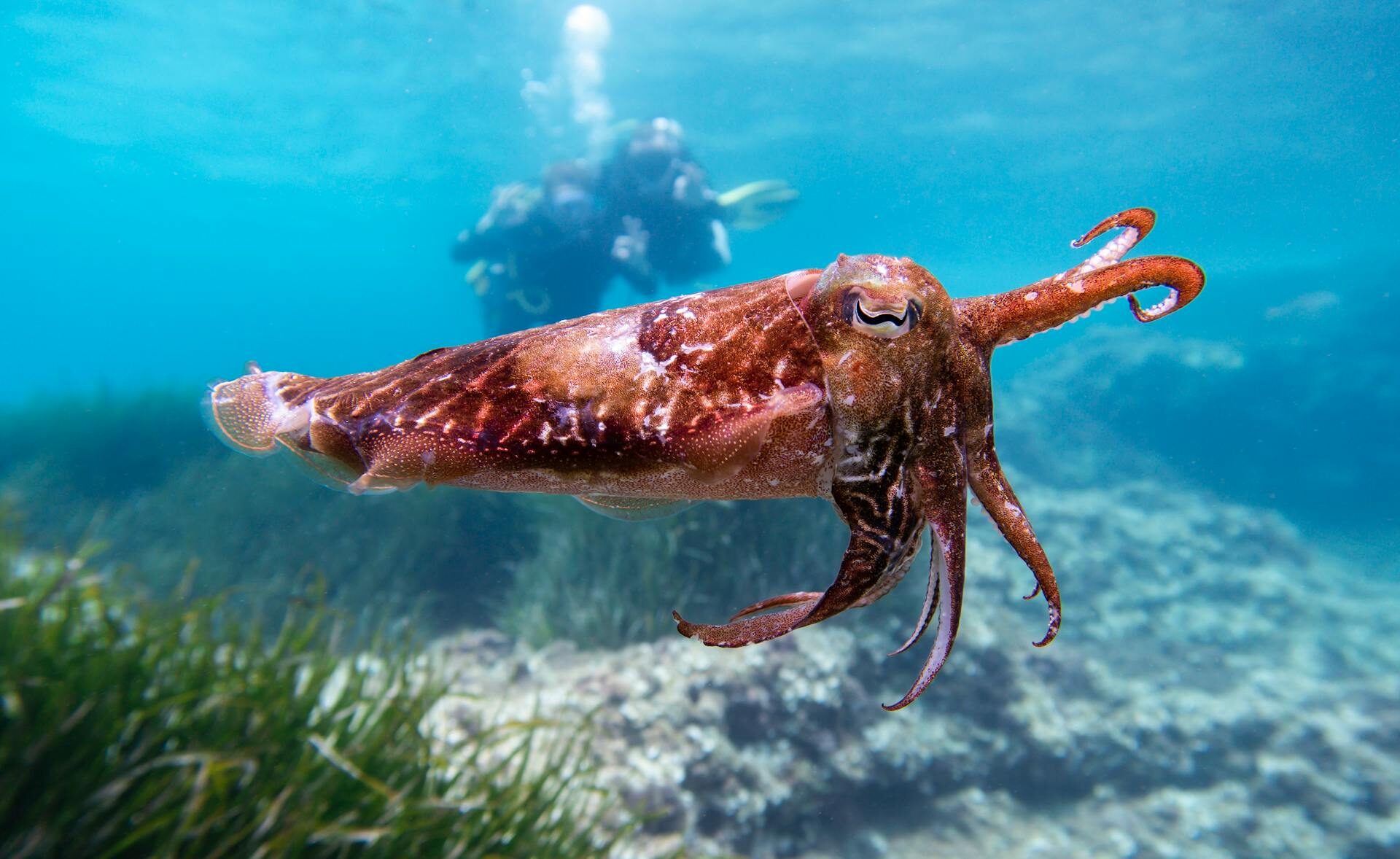 South Australia will test new air bubble curtains to protect cuttlefish from the algal bloom. Photo: Pawel Kalisinski/Pexels.