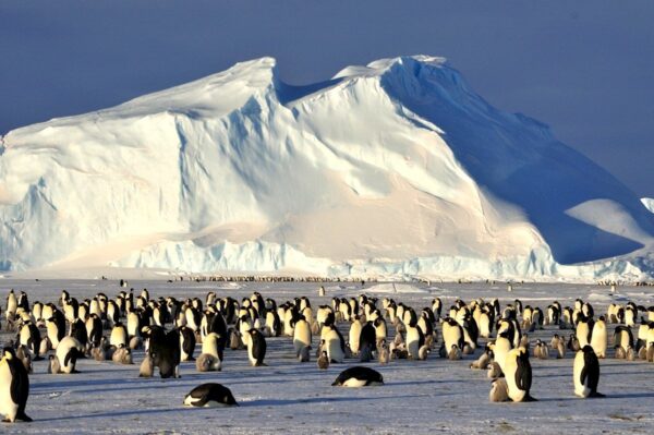 Sea ice ... wildlife populations are starting to decline in the face of habitat change. Photo: Pete Harmsen/AAD