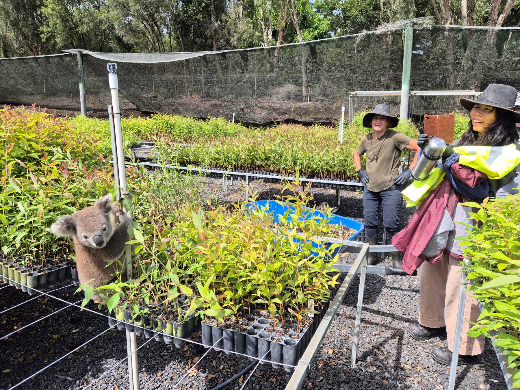 Staff with the visiting koala early this year at the nursery at South Gundurimba, Northern Rivers, NSW. Photo: Eastern Forest Nursery.