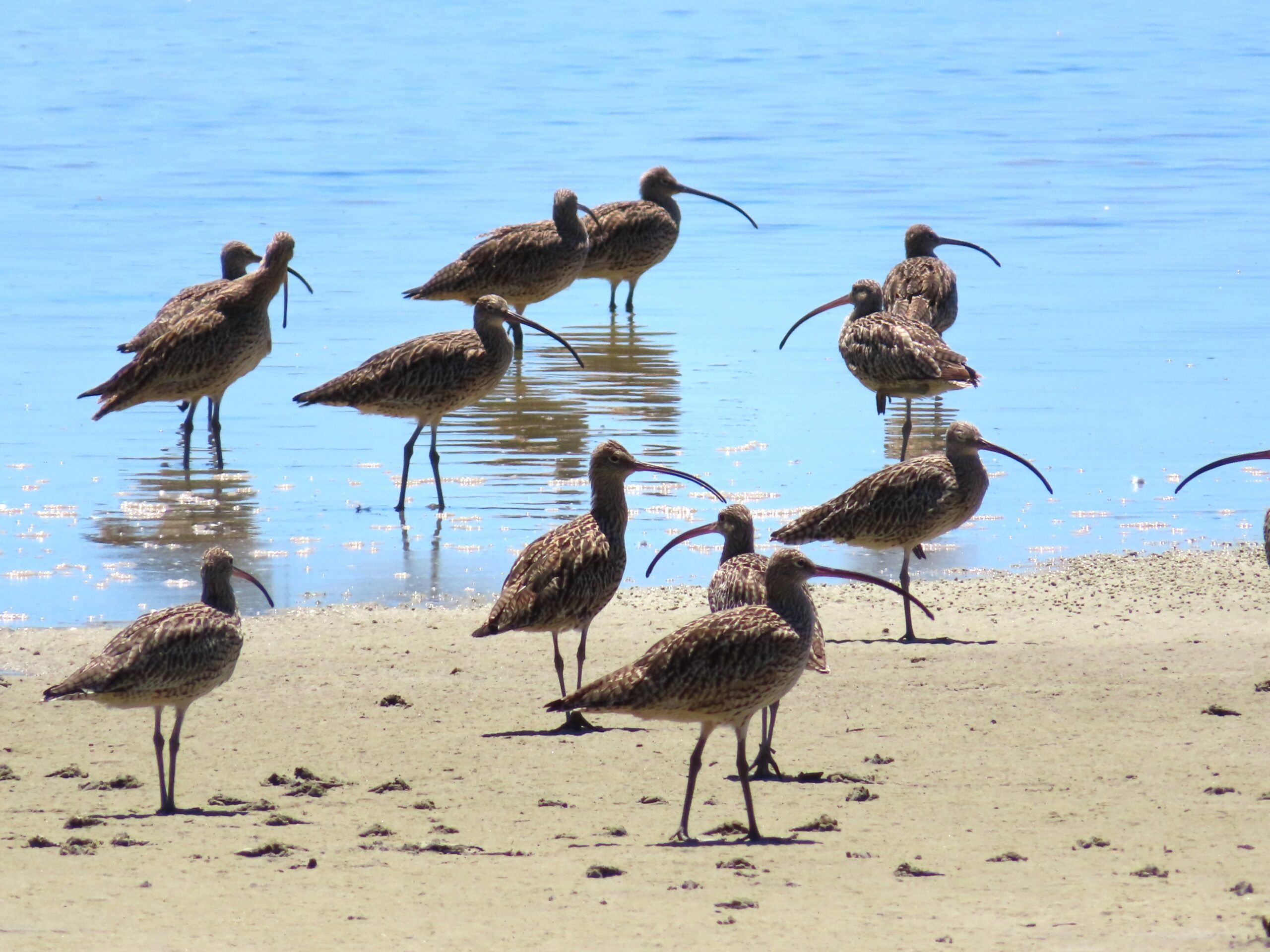 Eastern curlews are the largest migratory shorebirds. Photo: supplied/MBCC