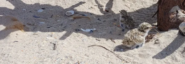 Fairy terns on Bird Island in SA had one of their best breeding seasons, says Birdlife Australia. Photo: Birdlife Australia/Kerri-Bartley 