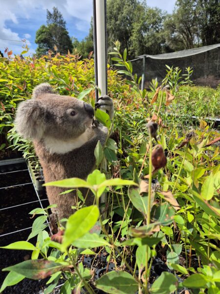 Giving an interested look is the new visitor. Photo: Eastern Forest Nursery.