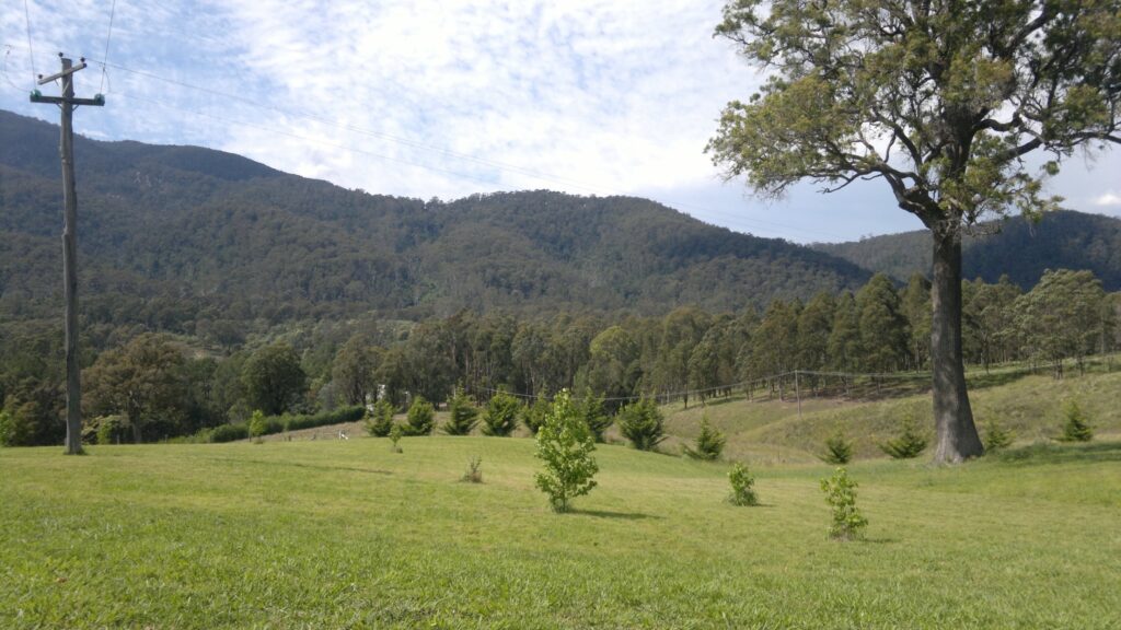 AI cameras are to keep an eye on NSW forests. Photo: ANDREW KACIMAIWAI
