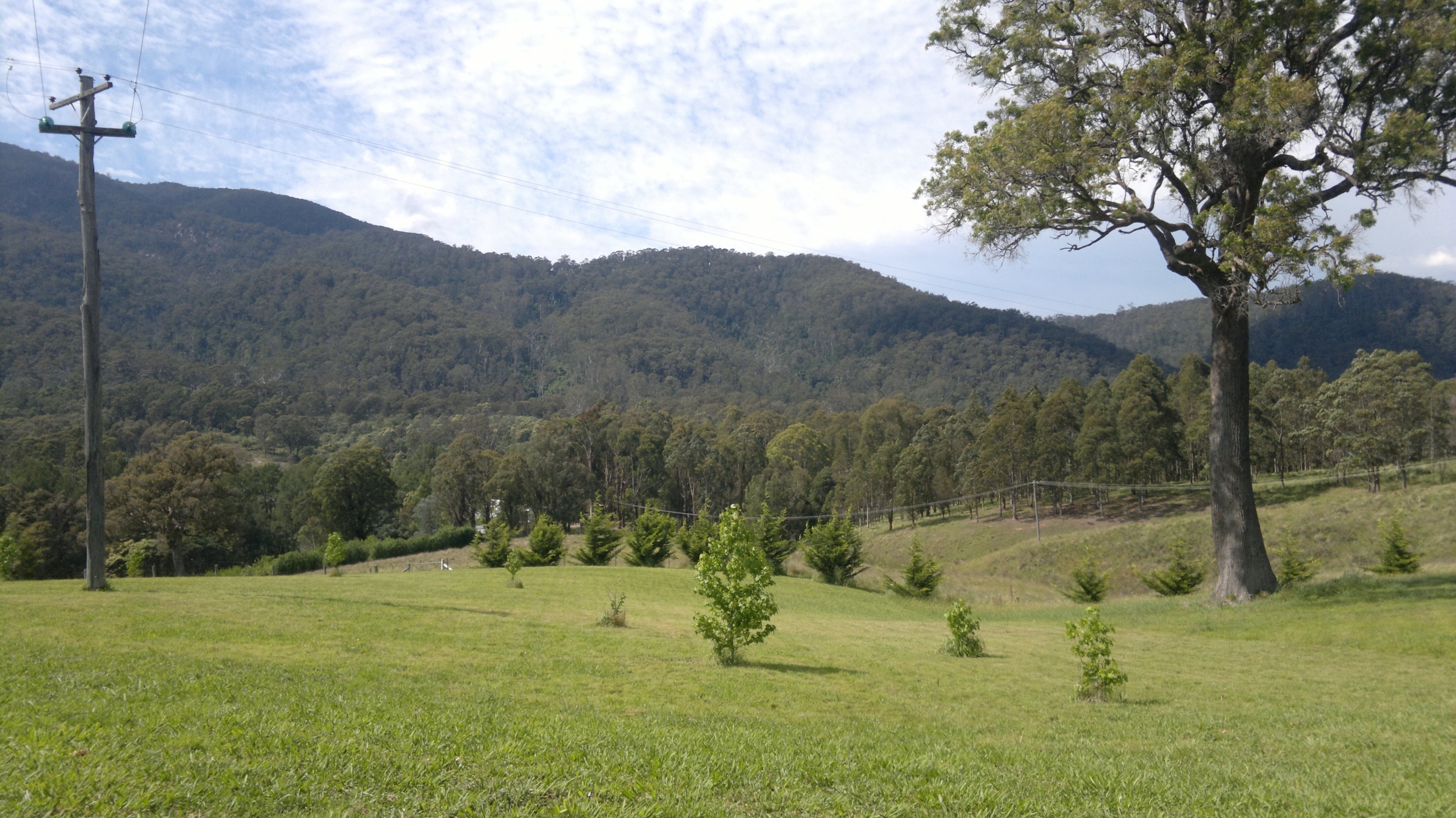 AI cameras are to keep an eye on NSW forests. Photo: ANDREW KACIMAIWAI