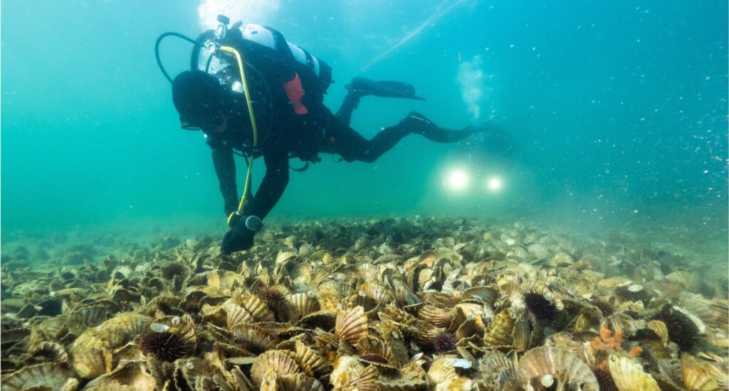 Simon Branigan inspects one of the four oyster reefs in South Australia. Photo by Jarrod Boord.