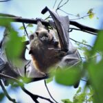 Sensors to keep an eye on 8 flying fox roosts in Moreton Bay this summer