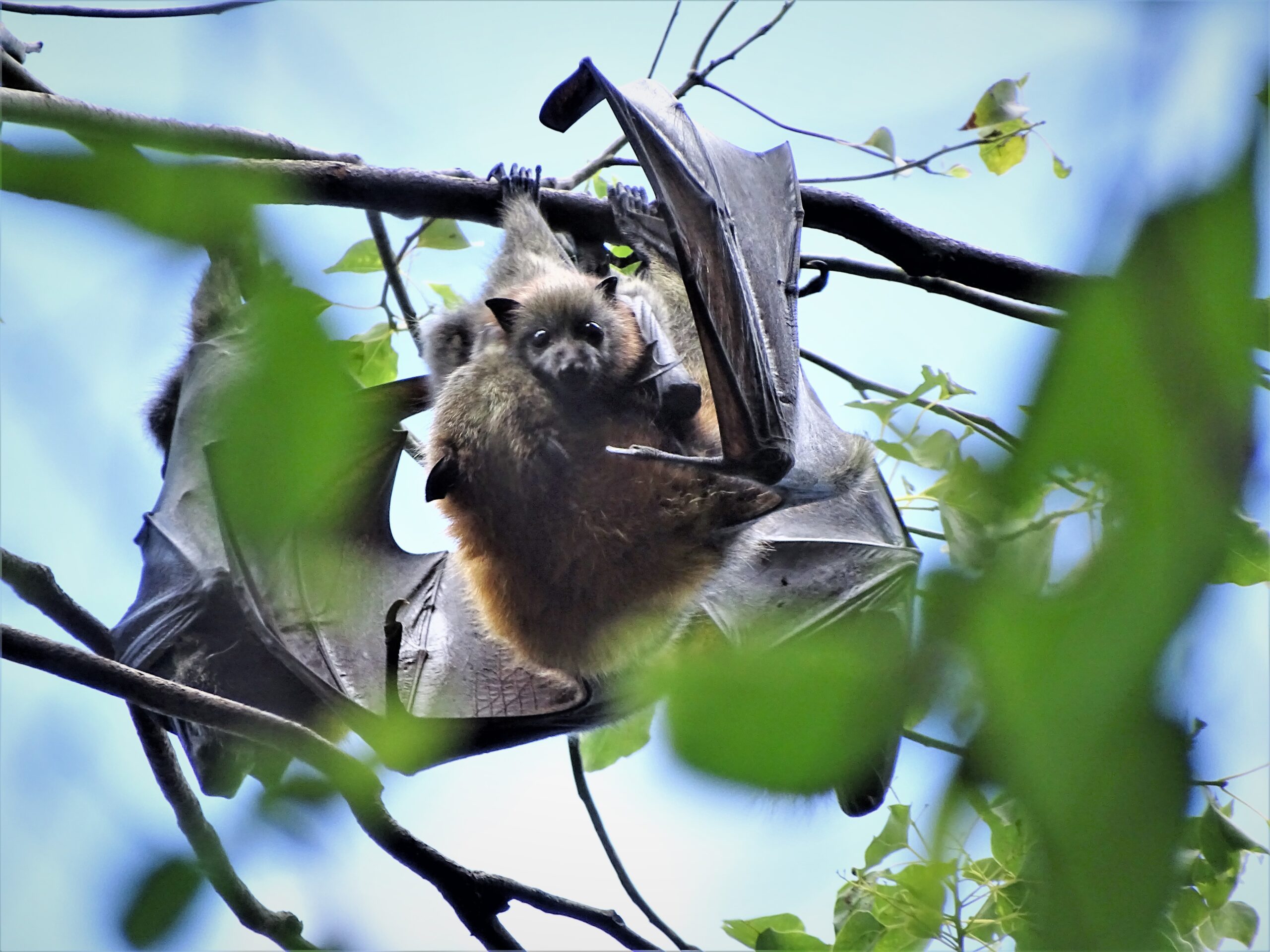 sensors .... A grey-headed flying fox with pup at Woodford. Photo: supplied/MBCC