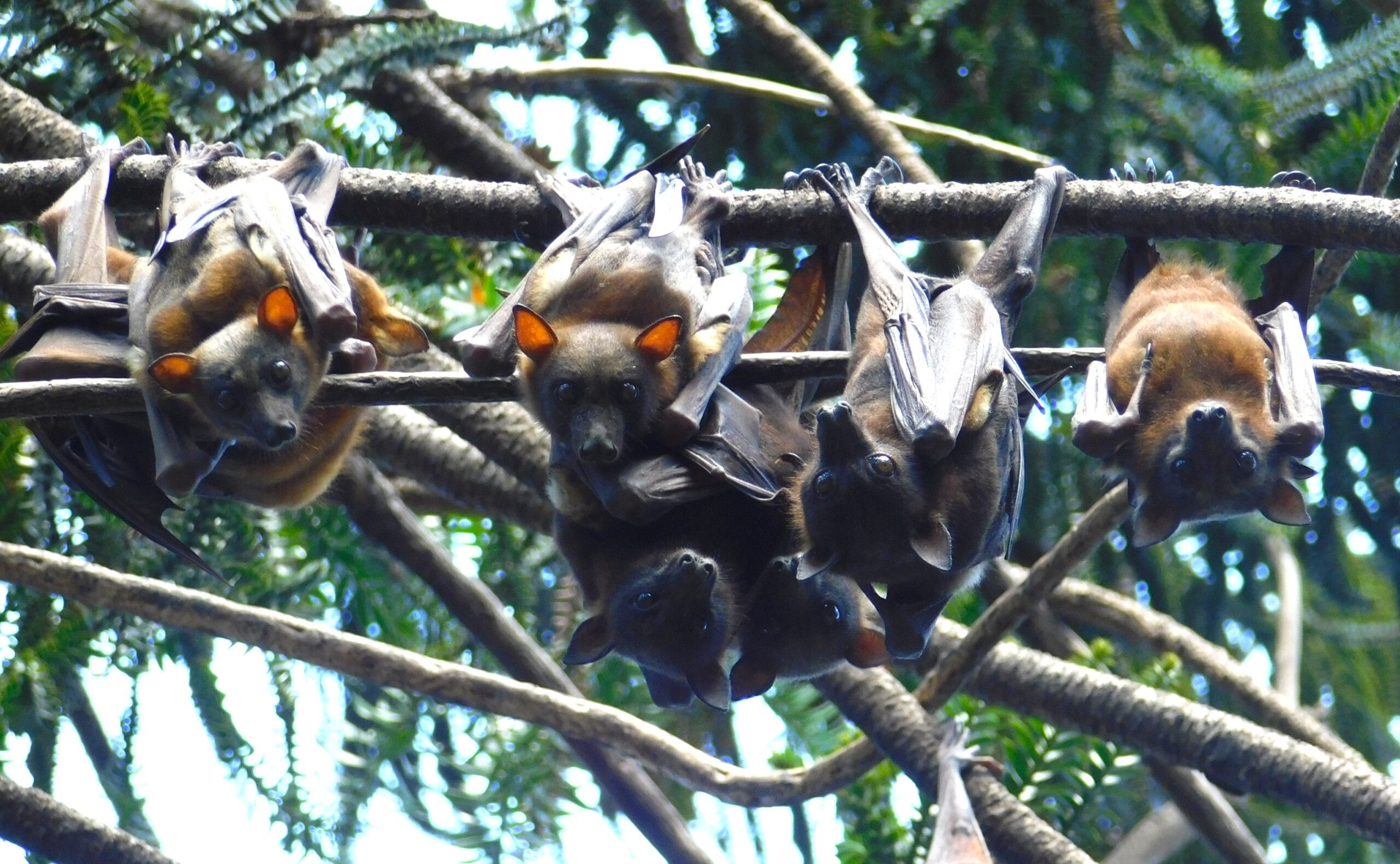 The little red flying fox are summer visitors to Moreton Bay. Photo: supplied/MBCC