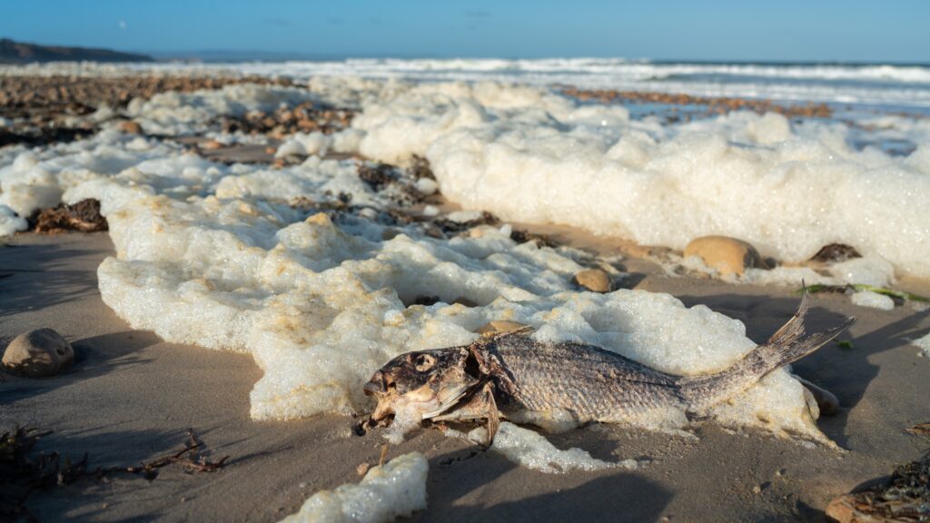 The SA algal bloom is suffocating marine life. Photo: The Nature Conservancy