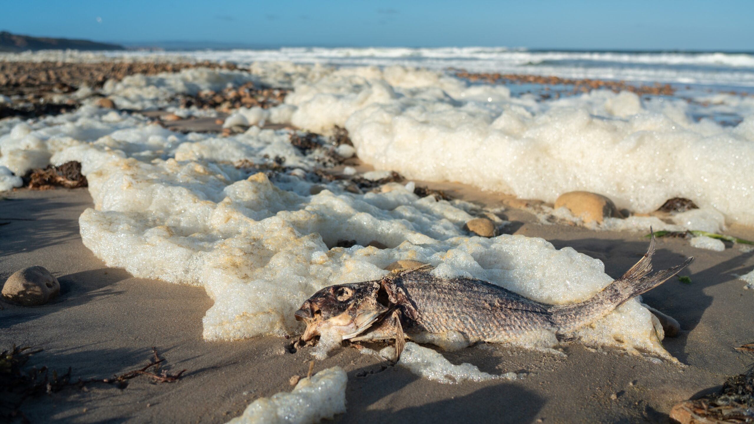The SA algal bloom is suffocating marine life. Photo: The Nature Conservancy