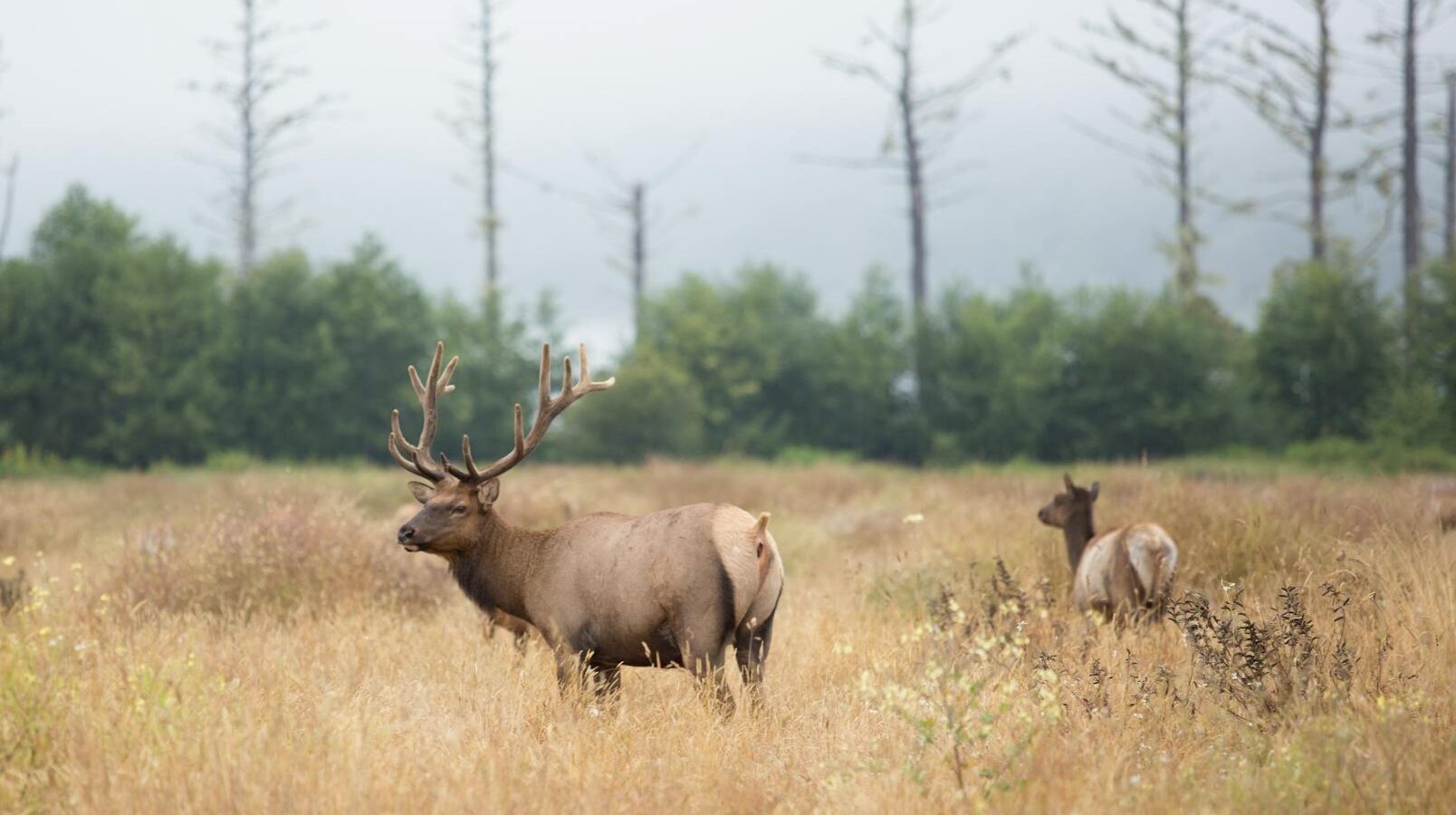 Wild deer numbers on Tasmania are growing, says the state government. Photo by Josh Meeder/Pexels