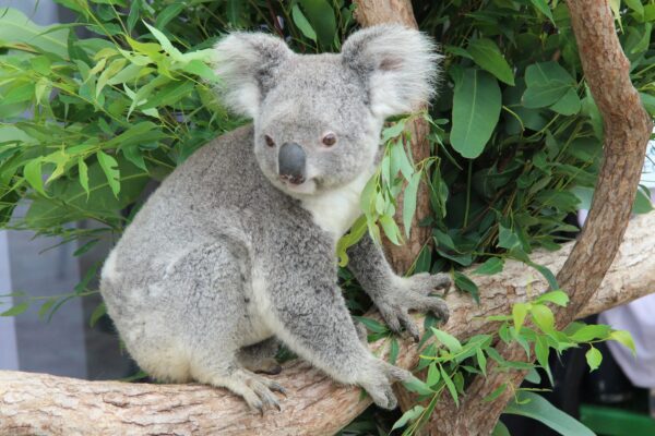 Kiah, a four-year-old northern koala. Photo: ANDREW KACIMAIWAI.