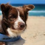 New off-leash areas for dogs at Beachmere to help protect migratory shorebirds