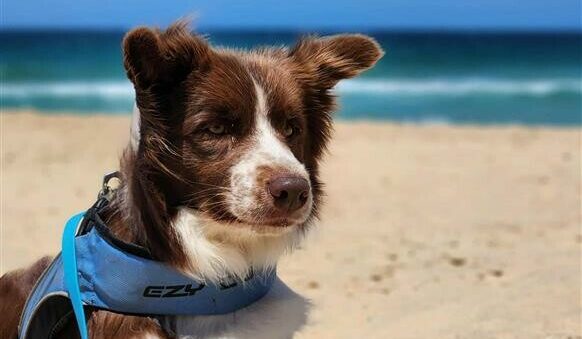 New off-leash areas for dogs have been declared for Beachmere foreshore. Photo: MBCC