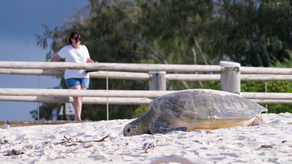 Visitors need to remain still, keep quiet and stay 2 metres from nesting turtles. Photo: Braden Smith/GBRMPA