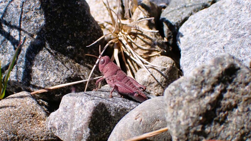 The pink robust grasshopper seen among the rocks at Lake Tekapo. Photo: NZ DoC.