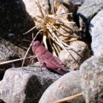 Sunbathing pink grasshopper turns rumour into reality for Kiwi ranger
