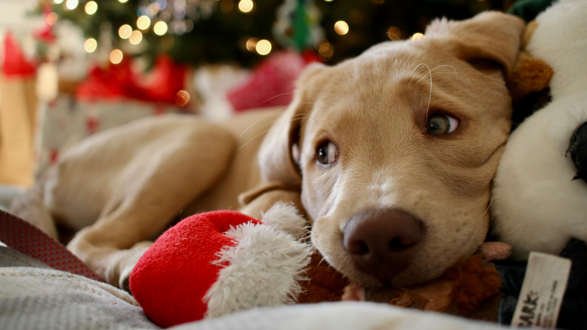 puppy ... Plenty of dogs are terries of Santa, says author-trainer Sarah Rutten. Photo: The Canine Perspective
