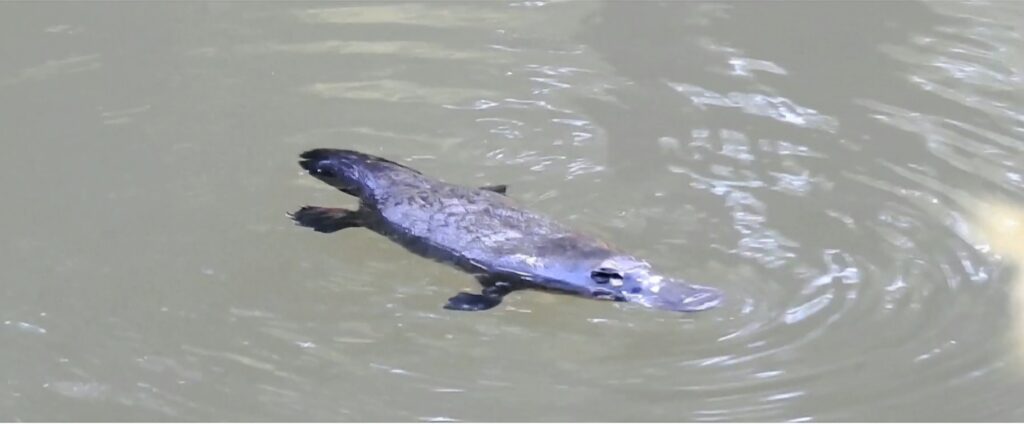 A platypus in South Pine River. Photo Bruce Duffy/Moreton Bay City Council
