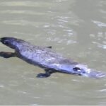 Platypus DNA found in 37 creeks and rivers ‘is a good sign’