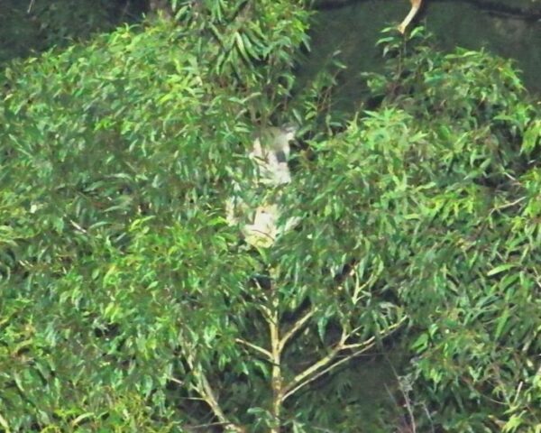 This koala in the Bollanola Range, coastal NSW, was first located by a drone’s thermal camera and confirmed by its normal camera. Photo: WWF.