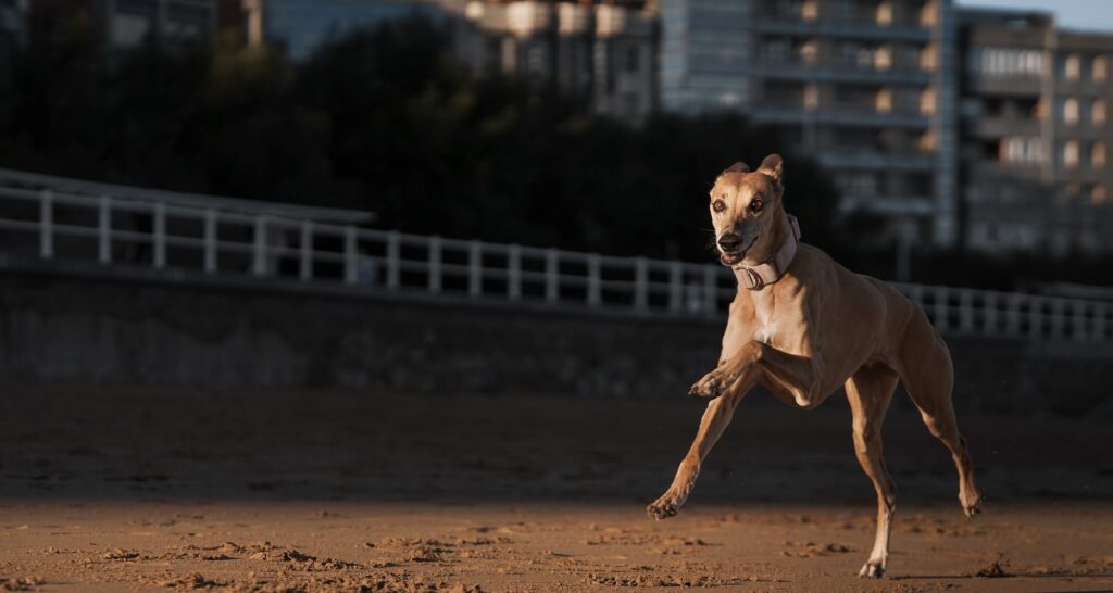 Greyhound racing at Wentworth Park, inner Sydney, is to make way for housing and fields. Photo: freepik