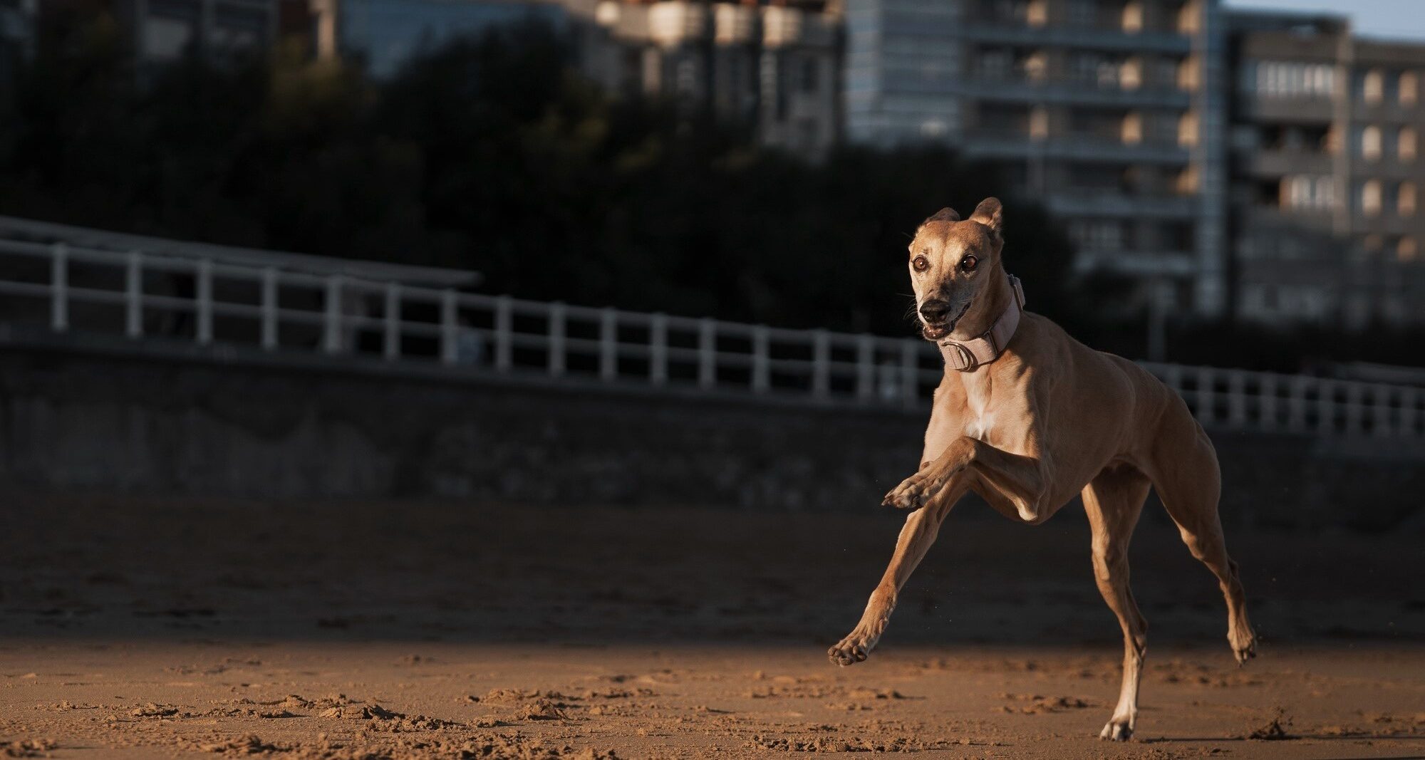 Greyhound racing at Wentworth Park, inner Sydney, is to make way for housing and fields. Photo: freepik