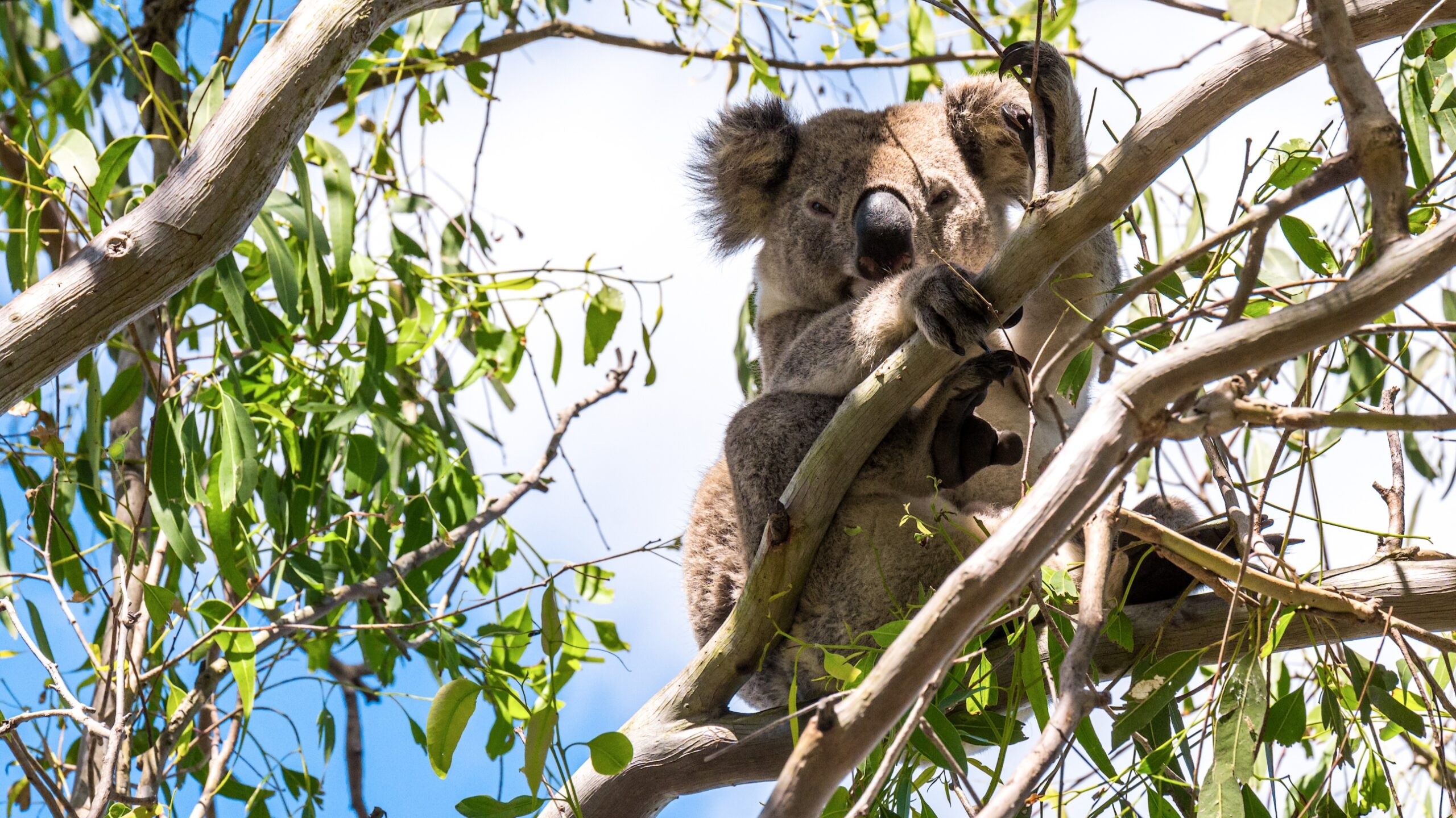 Koalas ... a koala to plantings in northern NSW. Three years ago, trees were planted at this site to restore koala habitat. Last month, the 500,000th tree planting was celebrated. Photo © WWF-Australia / Property Shot Photography.