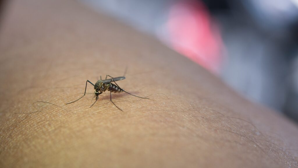 Mosquitoes can pass on the Ross River Virus. Photo: jcomp on Freepik