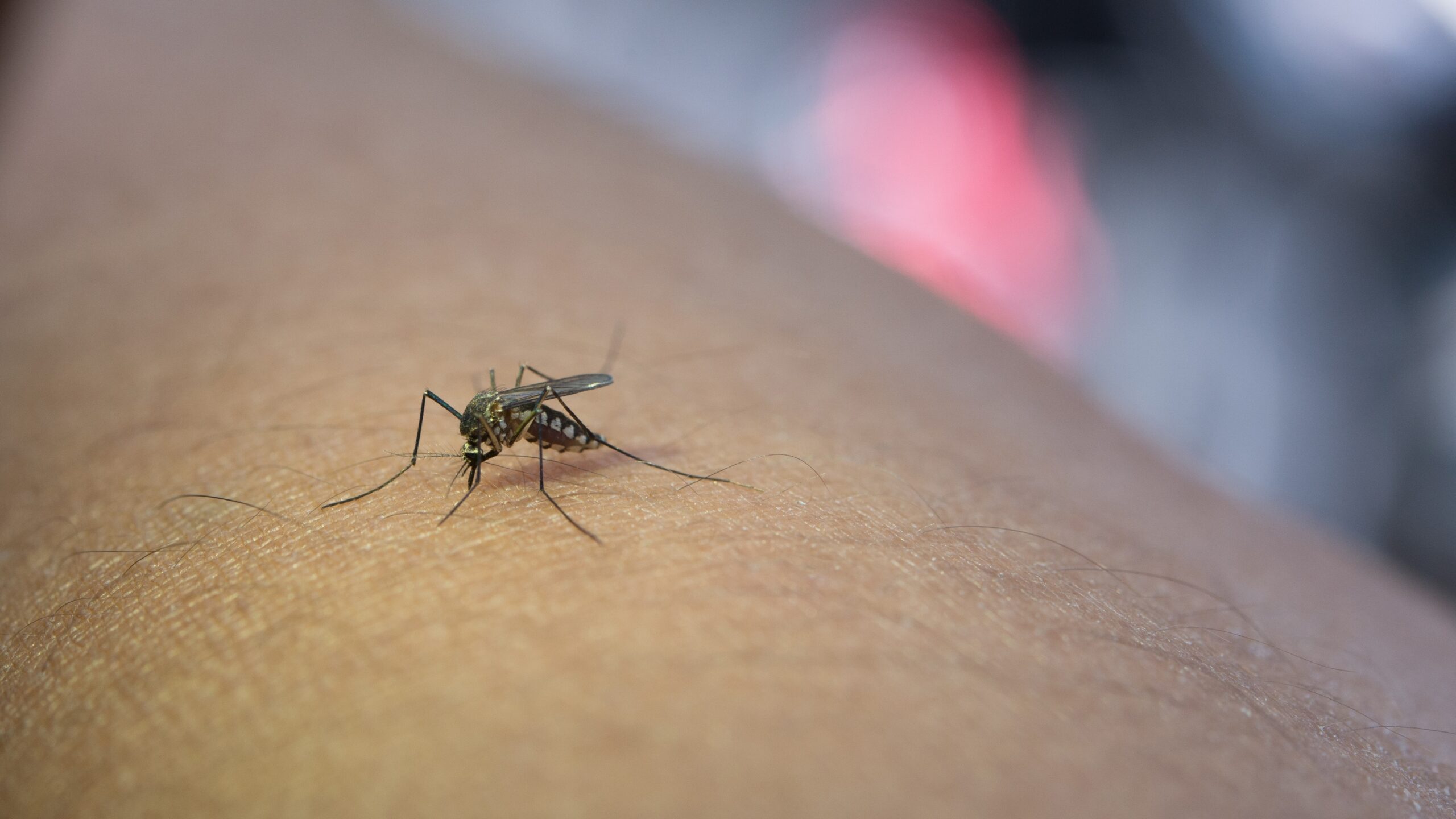 Mosquitoes can pass on the Ross River Virus. Photo: jcomp on Freepik