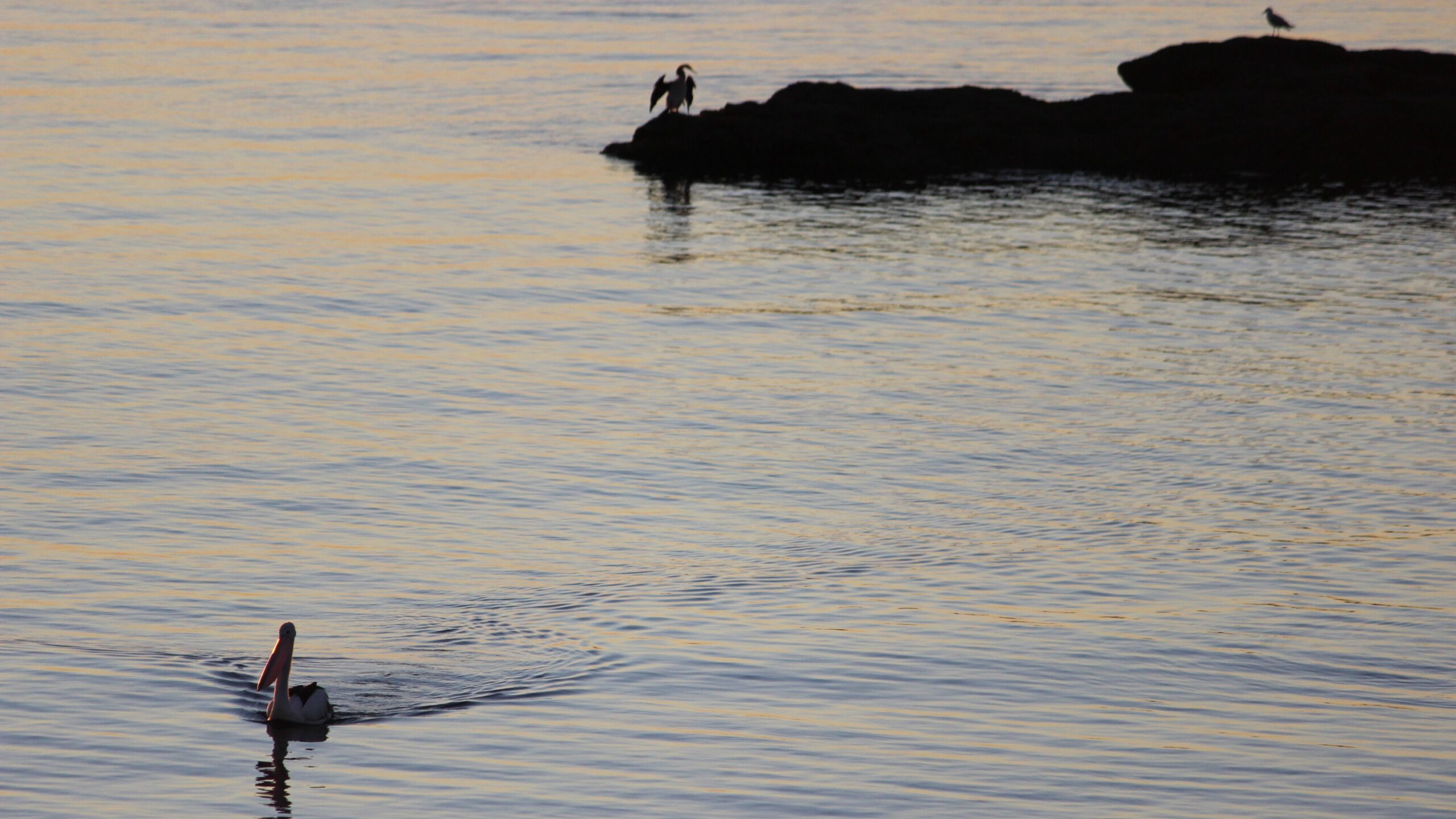 Pelicans were one of three waterbirds species that accounted for most of the breeding, the survey found. Photo: ANDREW KACIMAIWAI