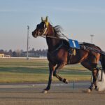 Harness racing to stay in Brisbane with Albion Park to become racing precinct