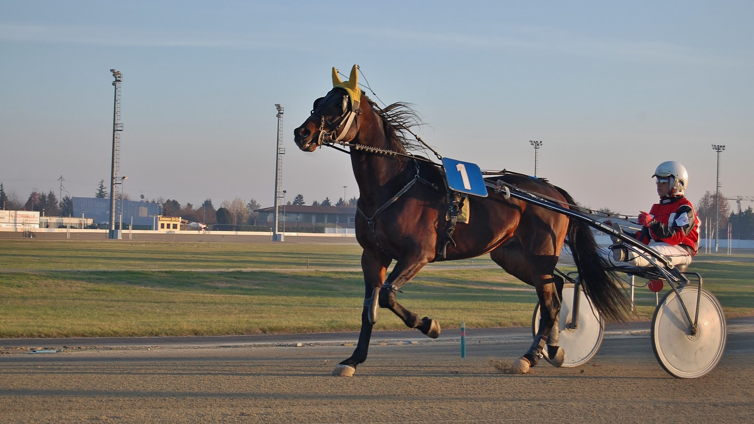 FILE … Harness racing will stay in Brisbane, the state government says. Photo: DonnaSenzaFiato/ www.pixabay.com.