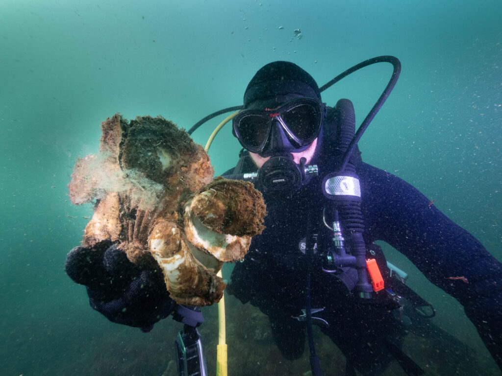 The Conservancy's Simon Branigan shows off Australian Flat Oysters growing at Margaret's Reef in Port Phillip Bay, Victoria. Photo: Jarrod Boord/Streamline Media.