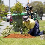 Native trees to keep streets cool across Moreton Bay under $2.6m planting program