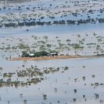 Feral pigs, pests in the sights of aerial cull for flood-hit Queensland