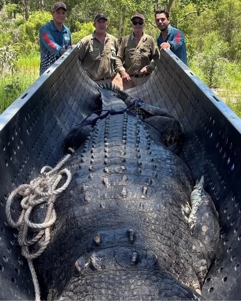 crocodile ... the 4.9m crocodile that was relocated. Photo: NT Government