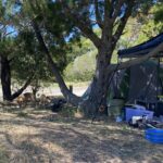 Dingo cull for K’Gari/Fraser Island continues as Qld moves to support coastal tourism industry