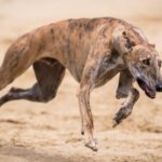 Search on for greyhound track in Sydney to replace Wentworth Park