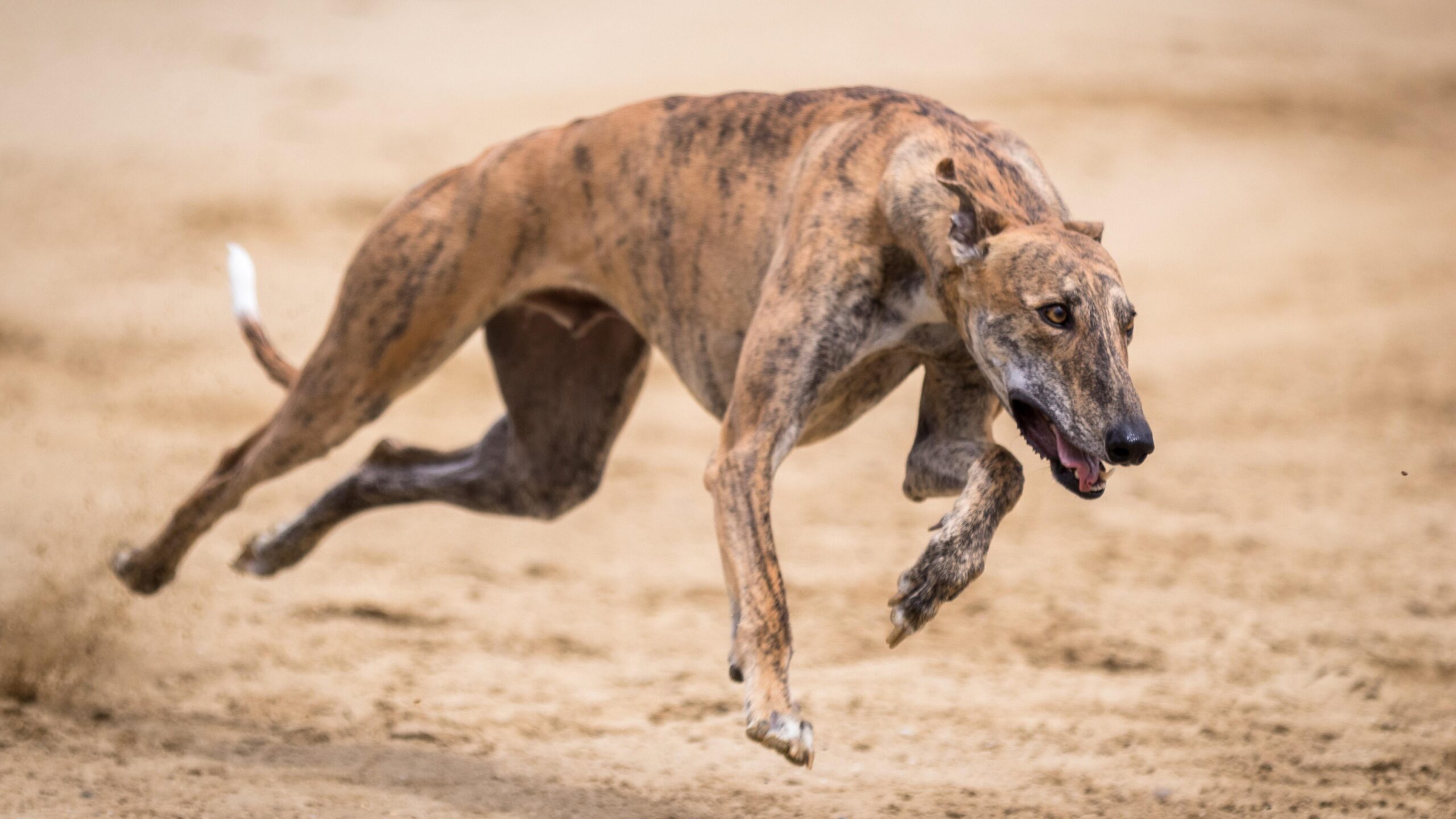 GRNSW says it wants to keep greyhound racing in Sydney with Wentworth Park marked for closure next year. Image: herbert2512/pixabay.com