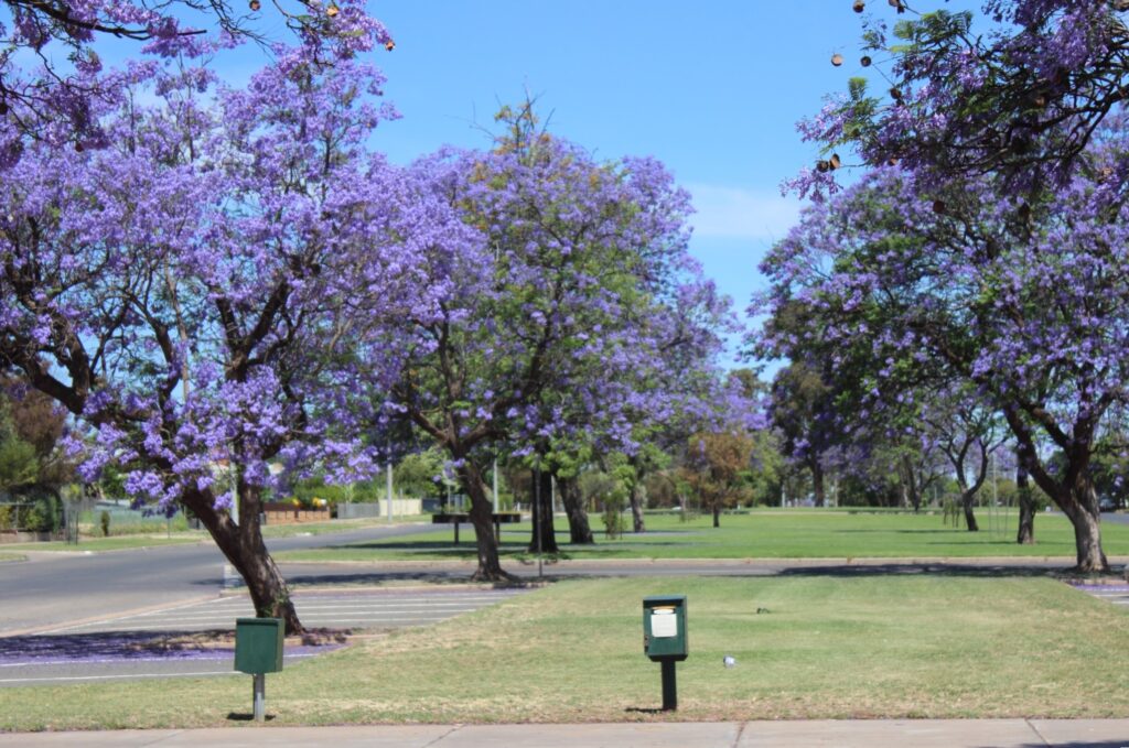 Robinvale on the Murray River has reportedly run out of fuel. Photo: ANDREW KACIMAIWAI.