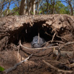 Invasive rats wiped out on Queensland island rookery for turtles, seabirds