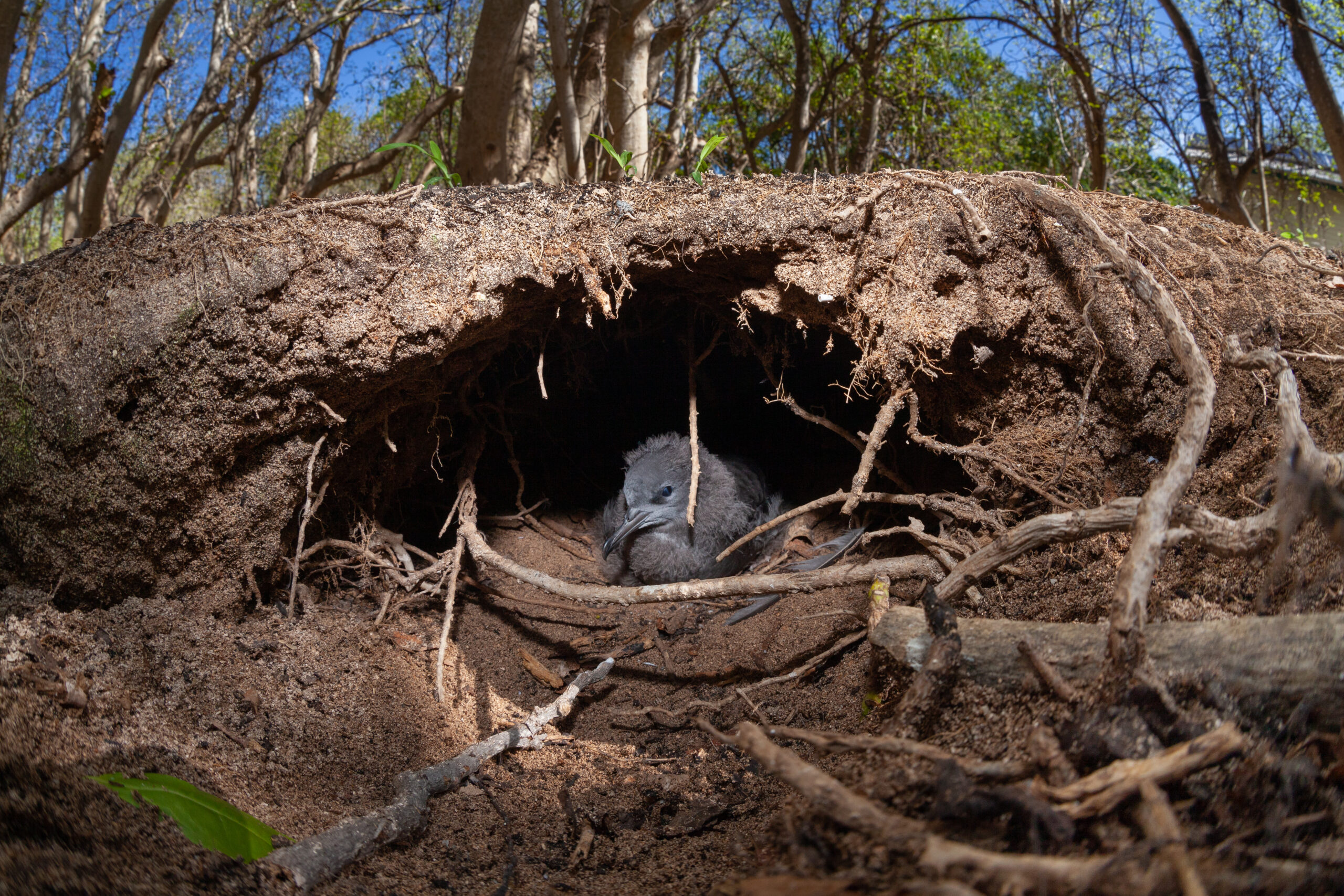 rats .... a wedgetail shearwater chick in a burrow on North West Island. Photo: QPWS.