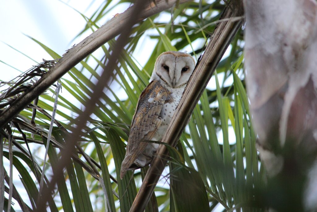 Owls are also susceptible to bird flu. Photo courtesy ANDREW KACIMAIWAI