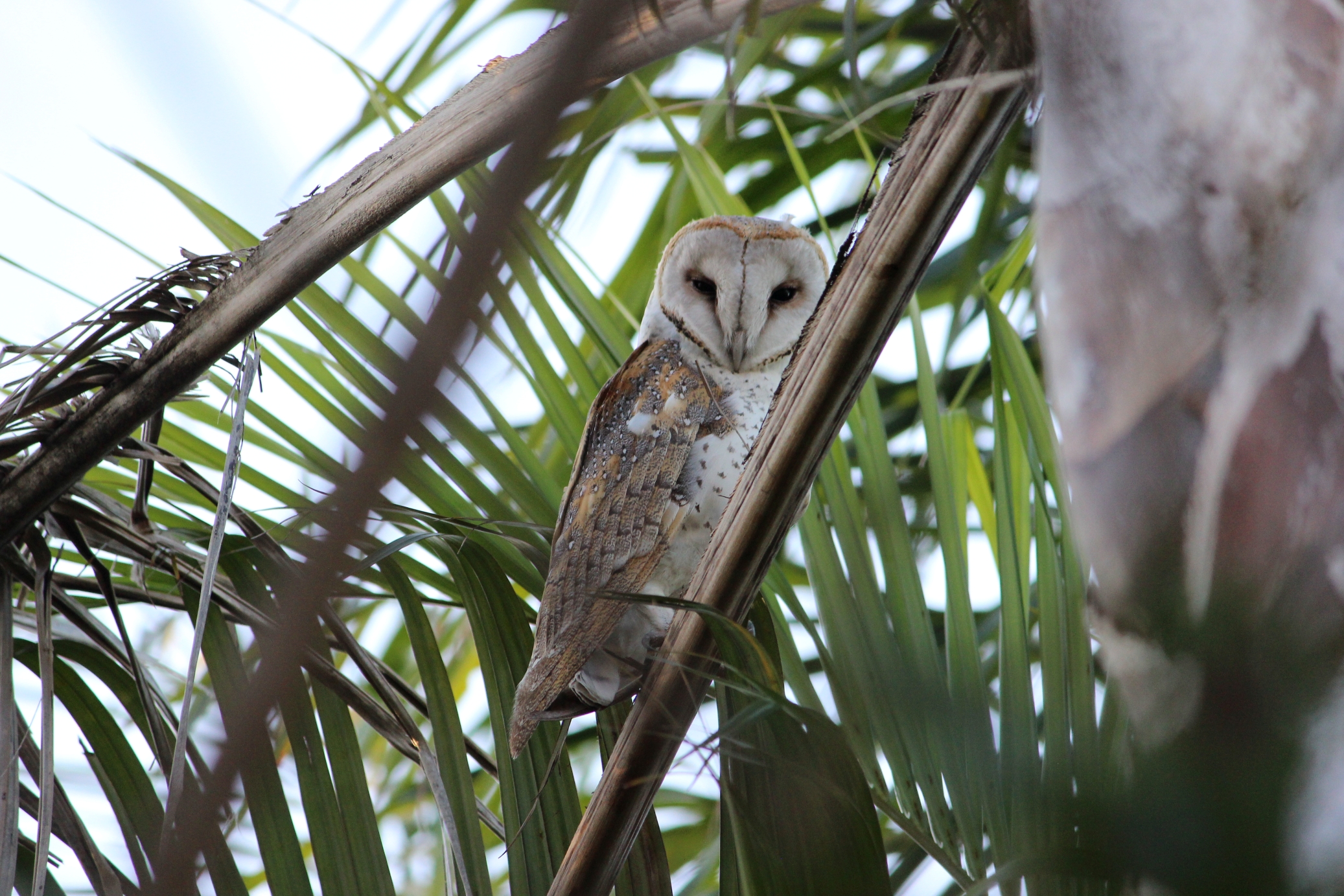 Owls are also susceptible to bird flu. Photo courtesy ANDREW KACIMAIWAI
