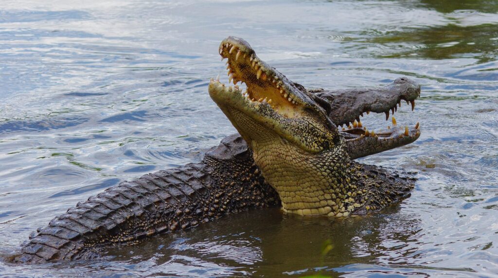 The Qld Government is hoping to use artificial intelligence to detect crocodiles. Photo: SUPPLIED
